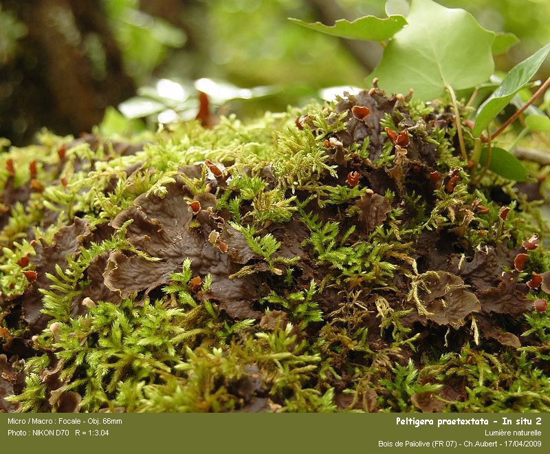 Peltigera praetextata (Sommerf.) Zopf #10229