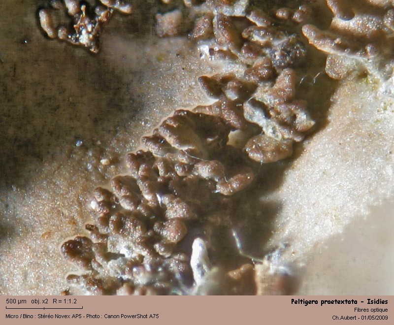 Peltigera praetextata (Sommerf.) Zopf #10430