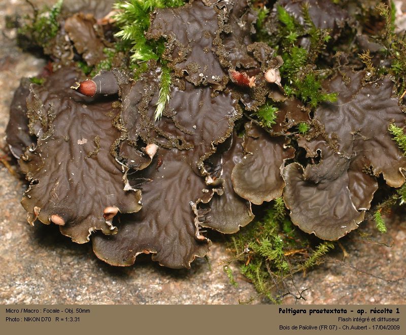 Peltigera praetextata (Sommerf.) Zopf #10231