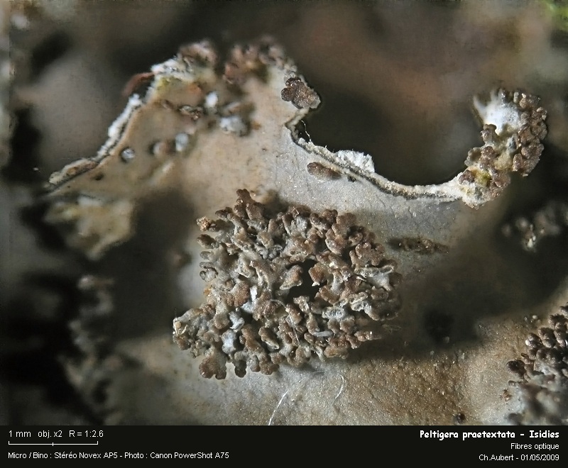 Peltigera praetextata (Sommerf.) Zopf #10429