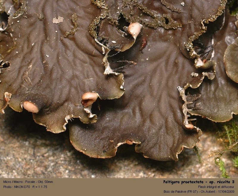 Peltigera praetextata (Sommerf.) Zopf #10233