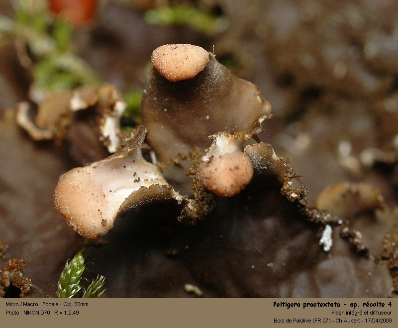 Peltigera praetextata (Sommerf.) Zopf #10234