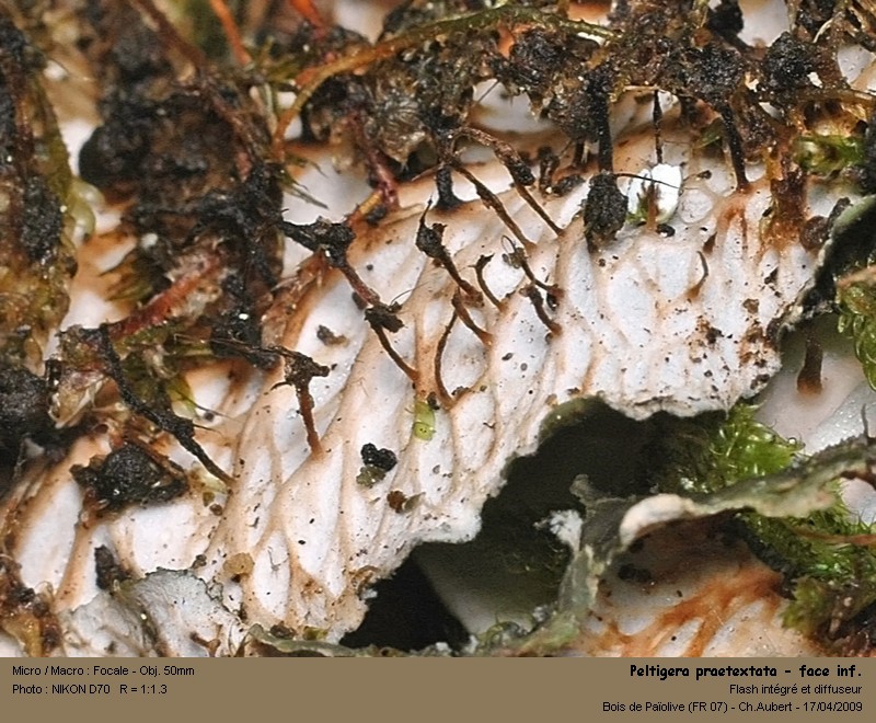 Peltigera praetextata (Sommerf.) Zopf #10235