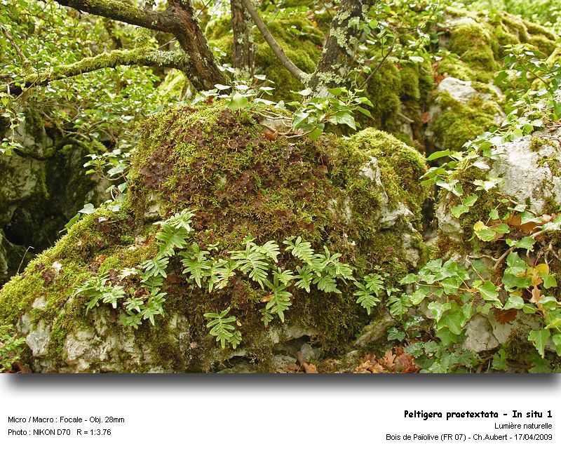 Peltigera praetextata (Sommerf.) Zopf #10228