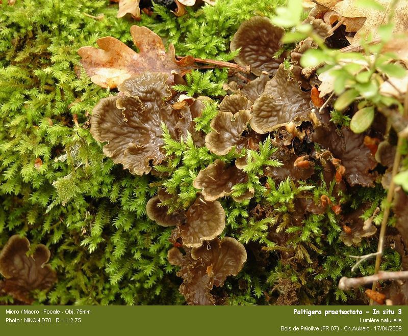 Peltigera praetextata (Sommerf.) Zopf #10230