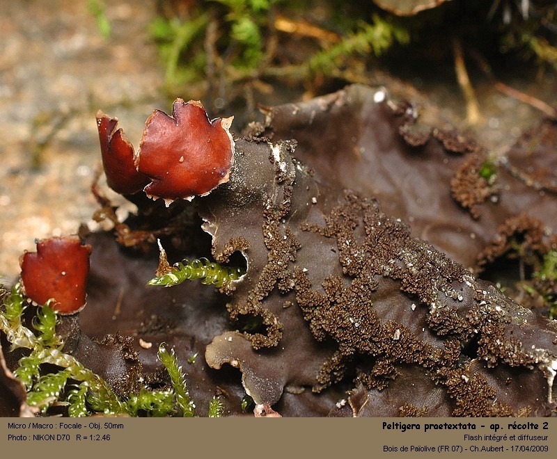 Peltigera praetextata (Sommerf.) Zopf #10232