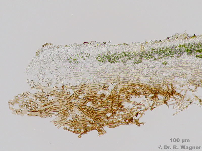 Peltigera rufescens #10858