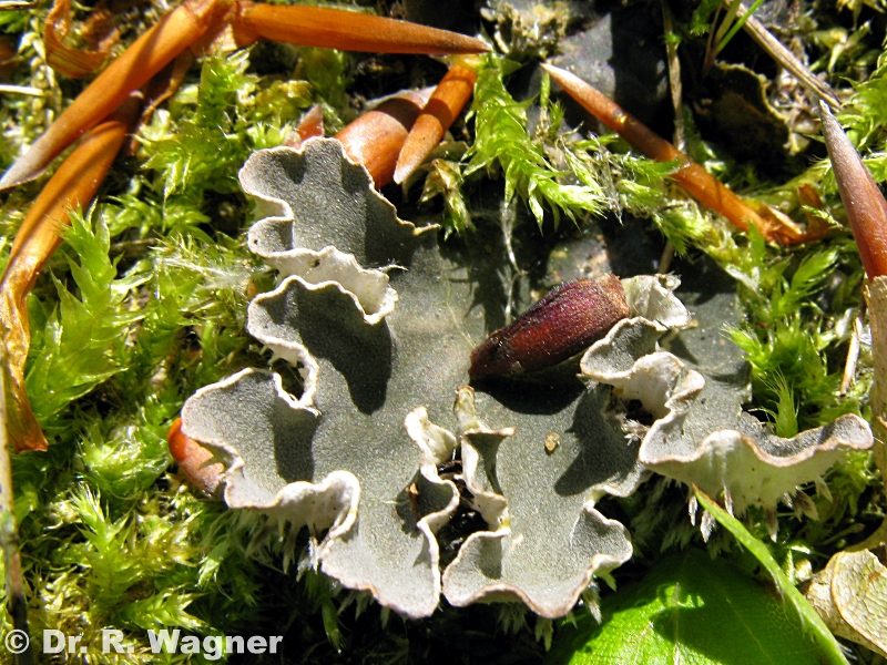 Peltigera rufescens #10856