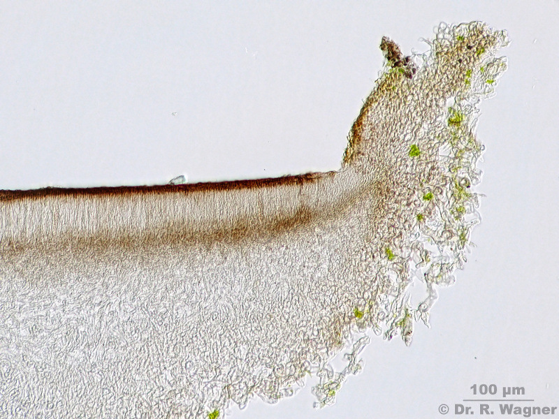 Peltigera rufescens #10860