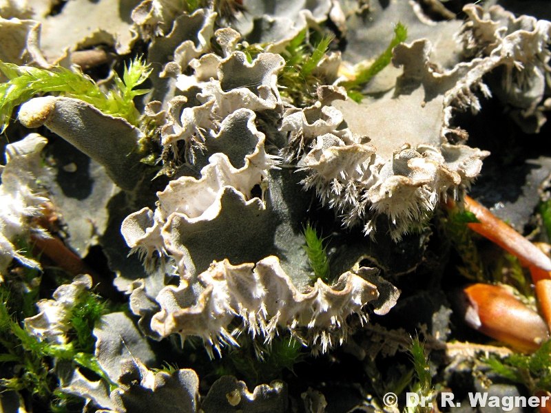 Peltigera rufescens #10857