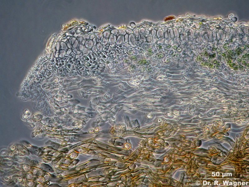 Peltigera rufescens #10859