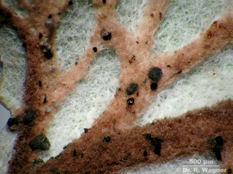 Peltigera venosa #13685
