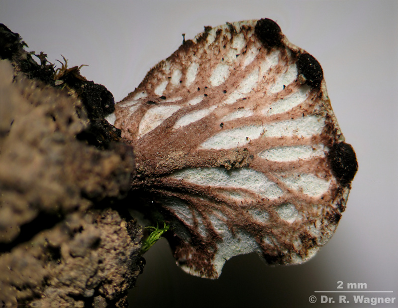 Peltigera venosa #13684