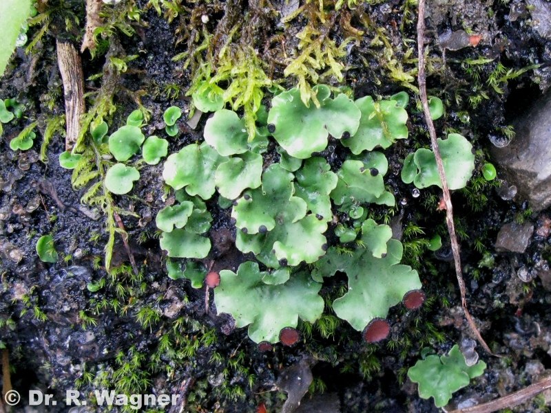 Peltigera venosa #13683