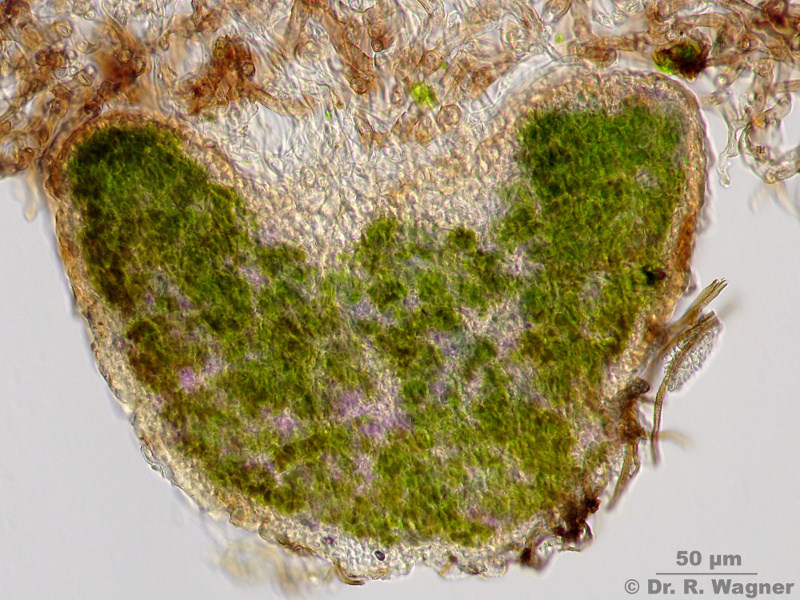 Peltigera venosa #13688