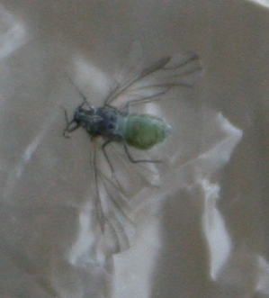 Pemphigus spyrotecae #18747