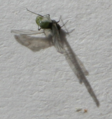 Pemphigus spyrotecae #18749