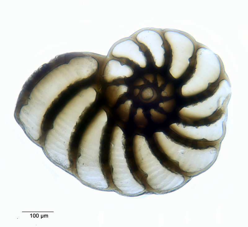 Peneroplis pertusus Forskål #35674