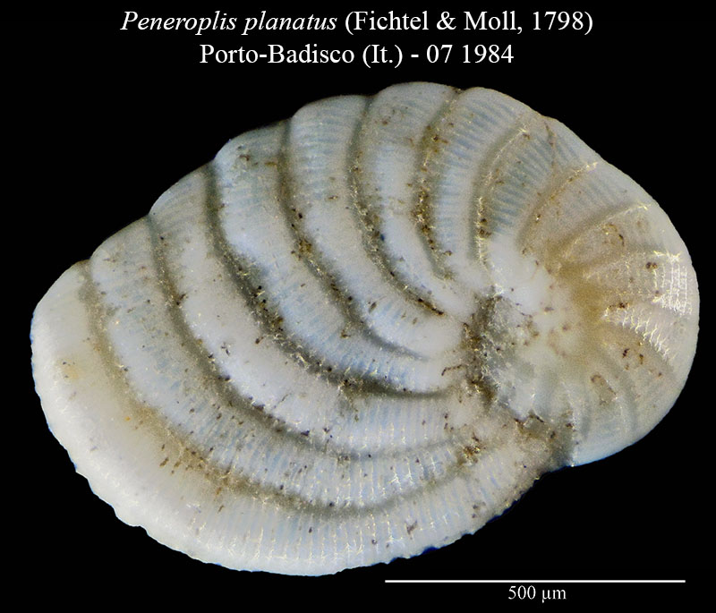 Peneroplis planatus #55984