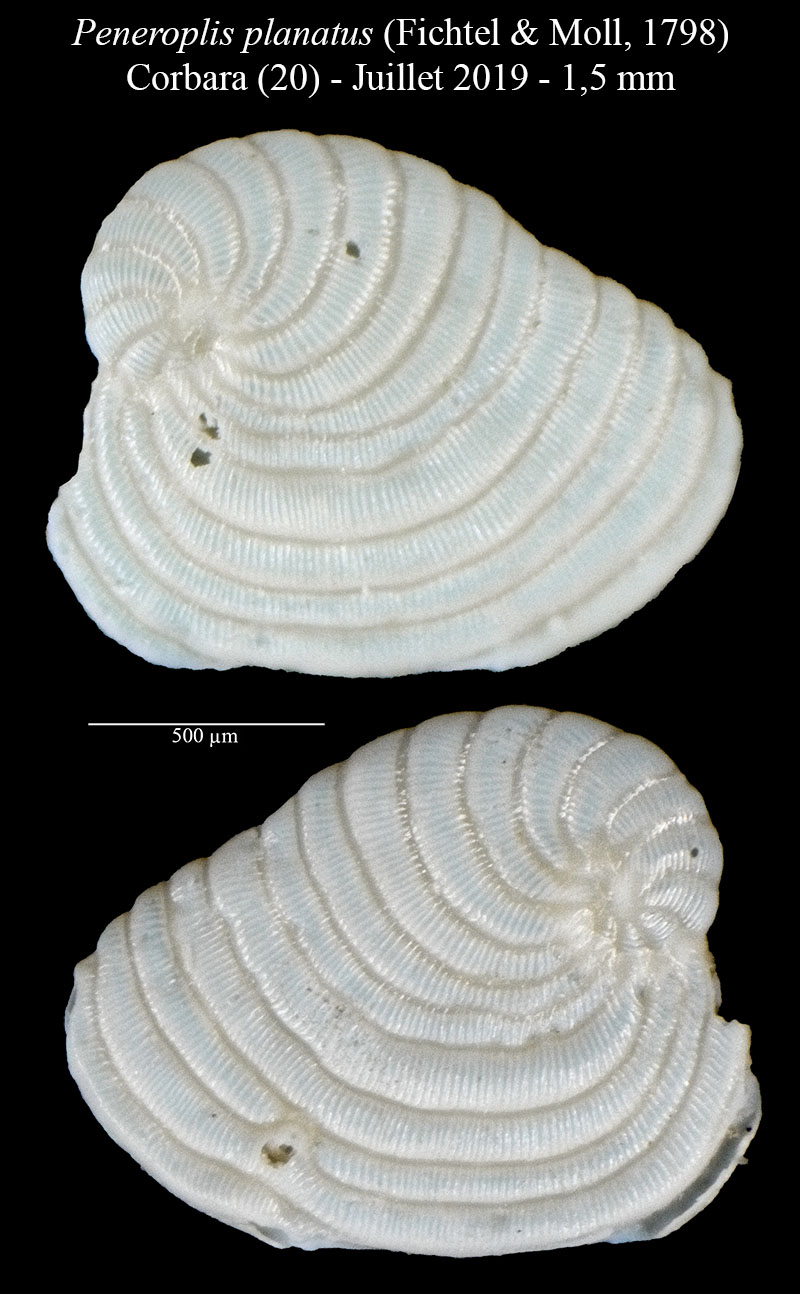 Peneroplis planatus #60525