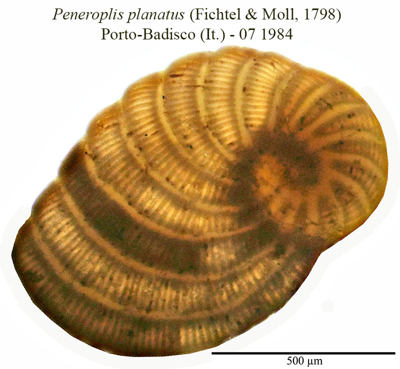 Peneroplis planatus #55986