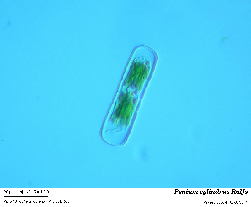 Penium cylindrus Ralfs #50177