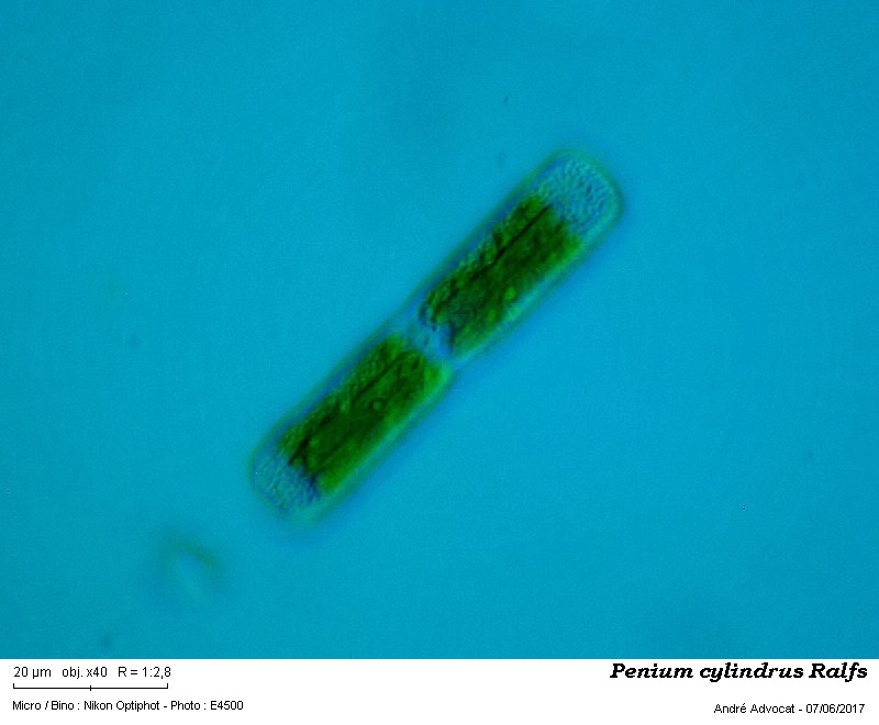 Penium cylindrus Ralfs #50179