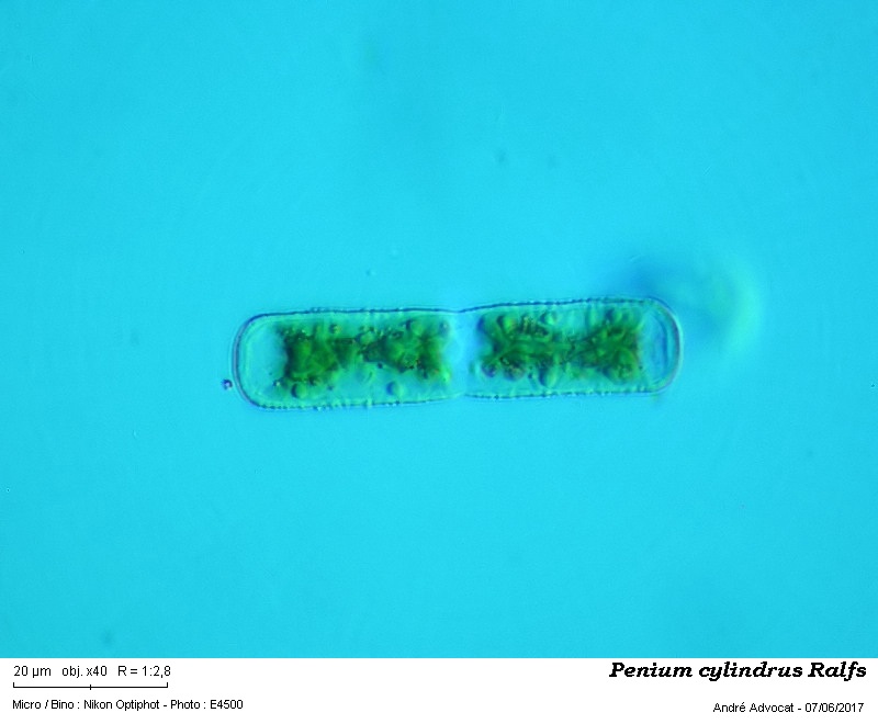 Penium cylindrus Ralfs #50176