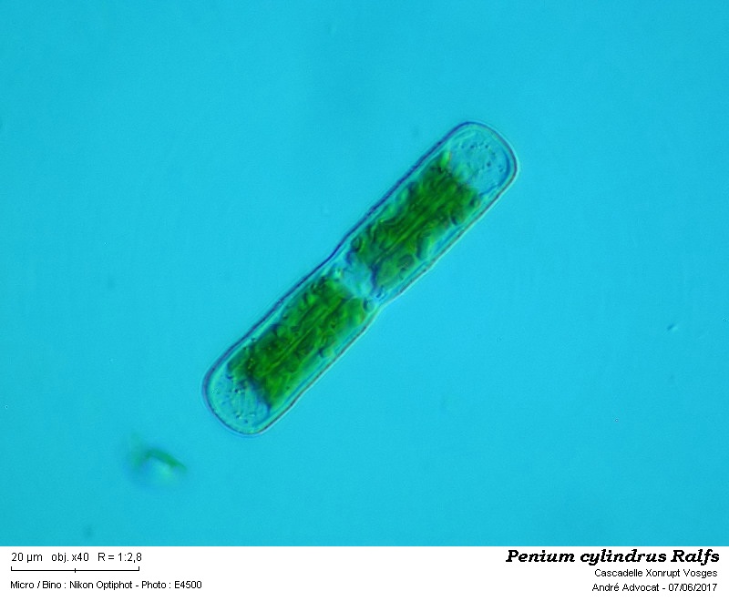 Penium cylindrus Ralfs #50174