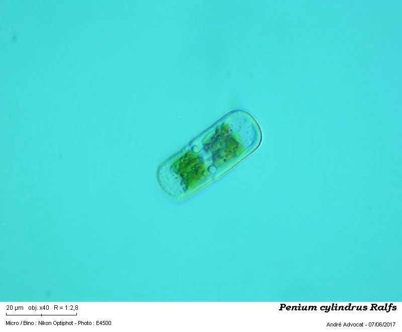 Penium cylindrus Ralfs #50178