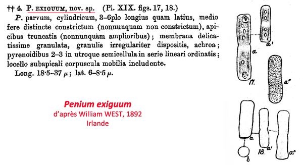 Penium exiguum W.West #79639