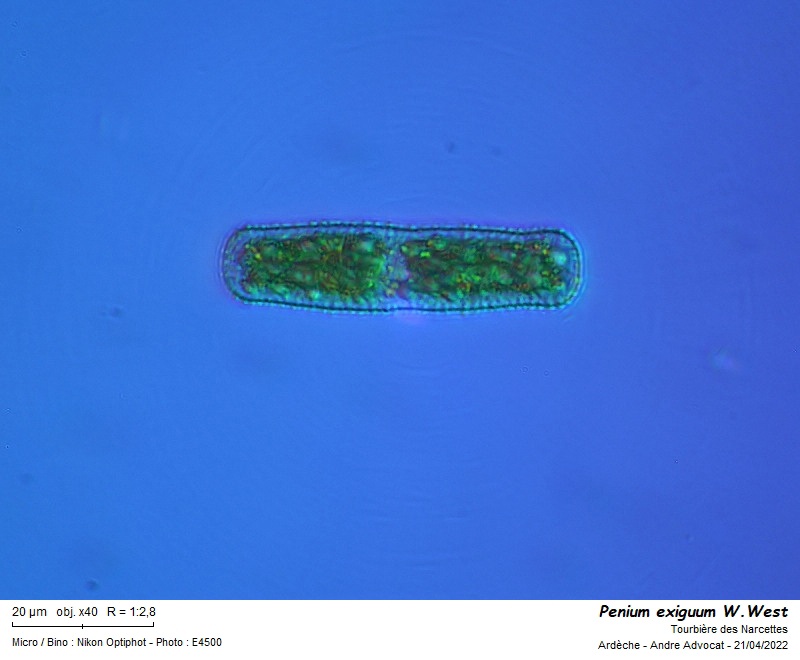 Penium exiguum W.West #70109