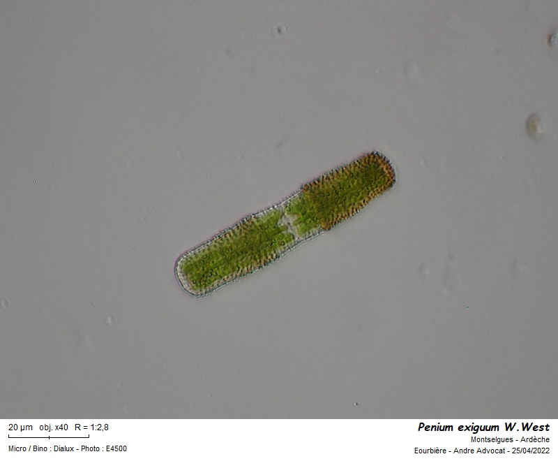 Penium exiguum W.West #70111