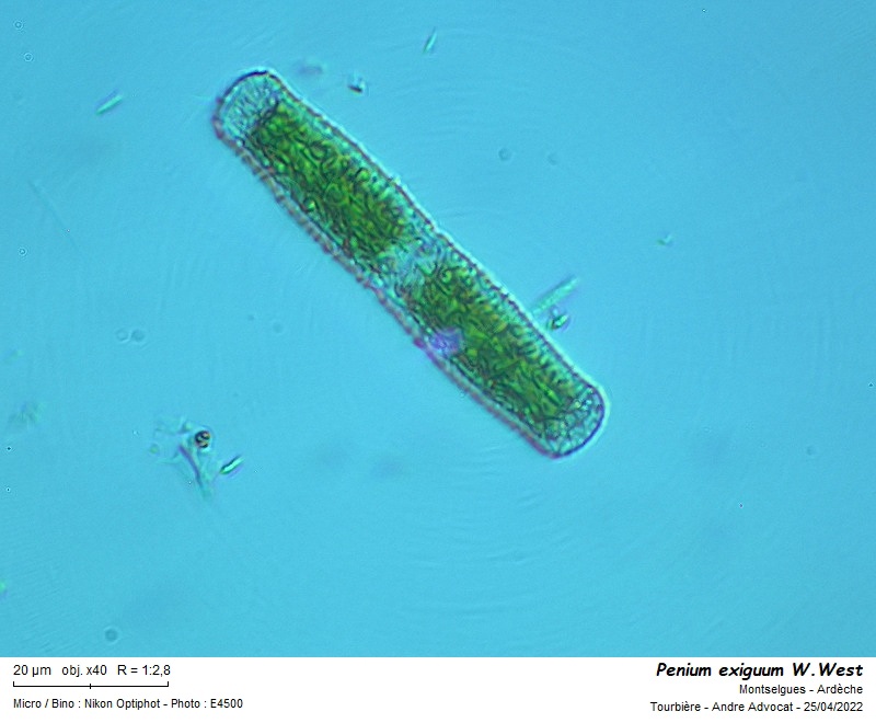 Penium exiguum W.West #70110