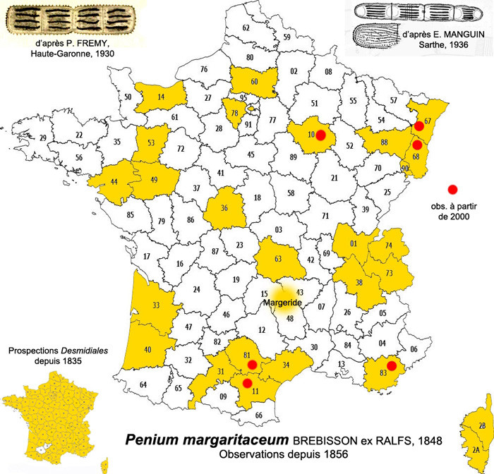 PENIUM margaritaceum #82545