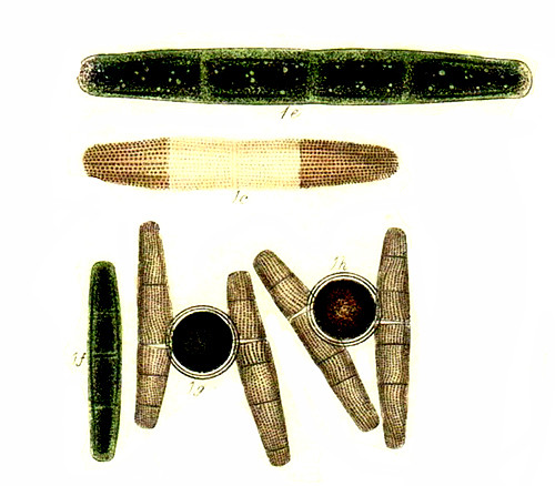 PENIUM margaritaceum #82546