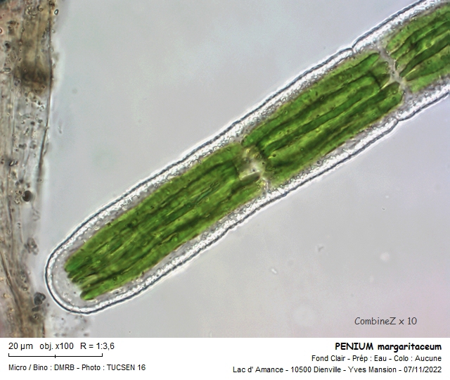 PENIUM margaritaceum #72683