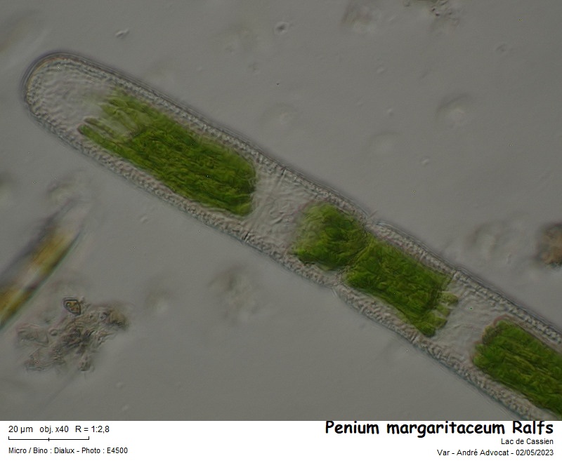 Penium margaritaceum Ralfs #79306