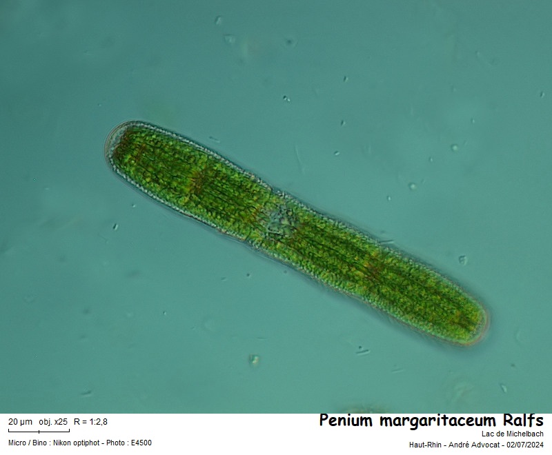 Penium margaritaceum Ralfs #79305
