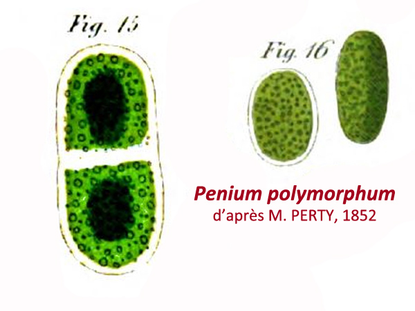 Penium polymorphum (Perty) Perty #81086