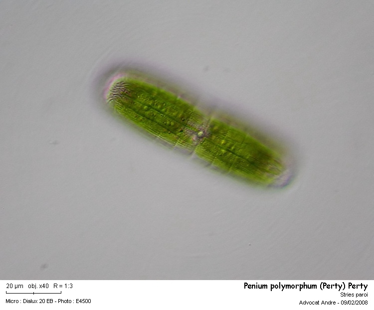 Penium polymorphum (Perty) Perty #7539