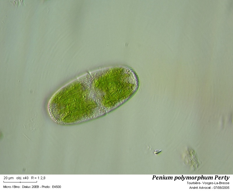 Penium polymorphum (Perty) Perty #58033