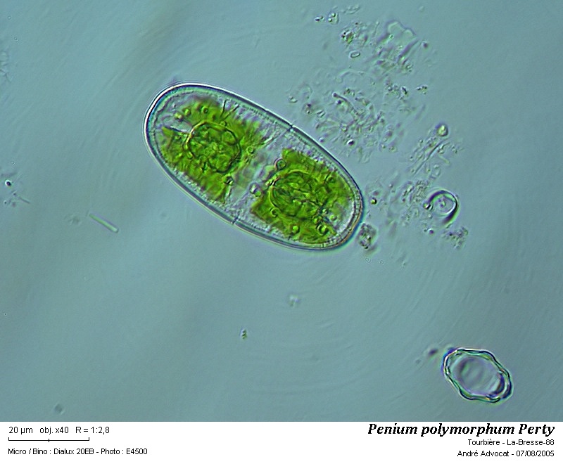 Penium polymorphum (Perty) Perty #58032