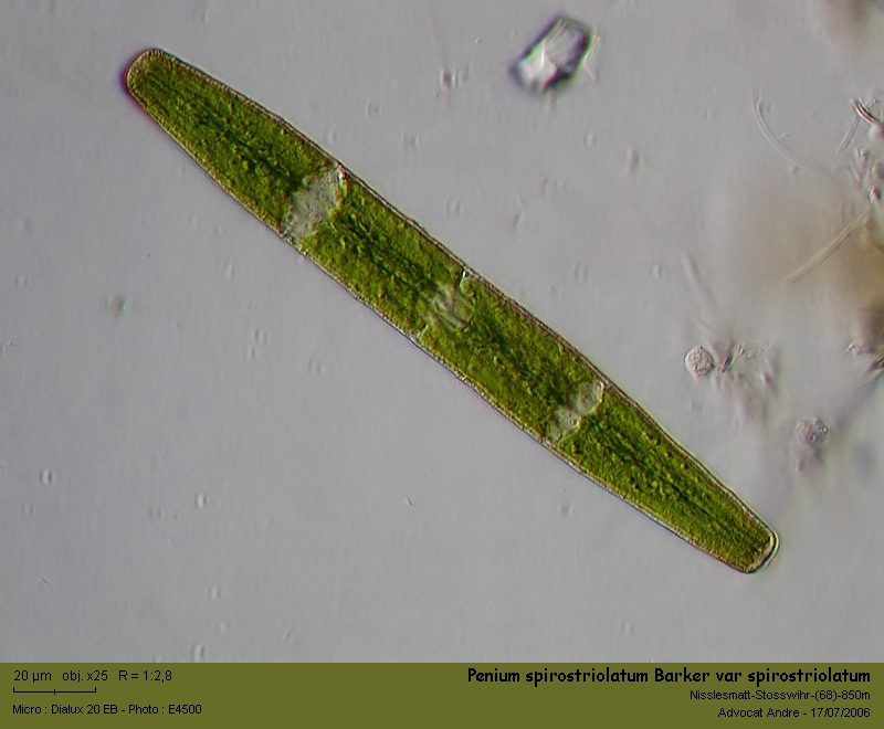 Penium spirostriolatum Barker var spirostriolatum #1572