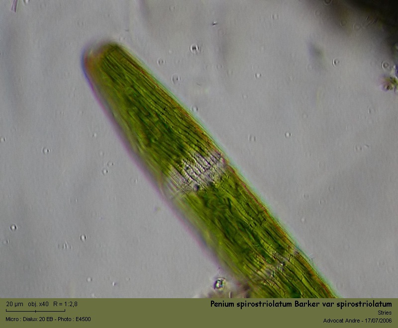 Penium spirostriolatum Barker var spirostriolatum #1574