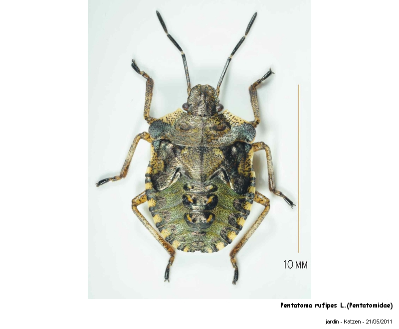 Pentatoma rufipes L. Pentatomidae -juvénile #22400
