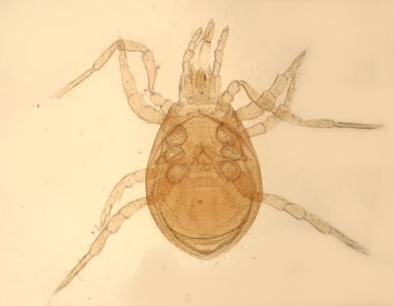 Pergamasus longicornis (Berlese 1906) #36524