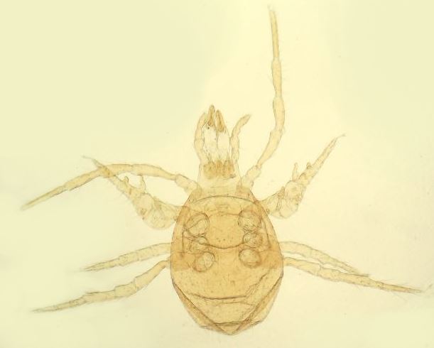 Pergamasus longicornis (Berlese 1906) #36525