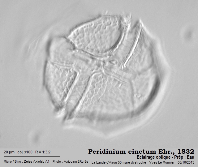 Peridinium cinctum (O.F. Müller) Ehrenberg, 1832 #34560