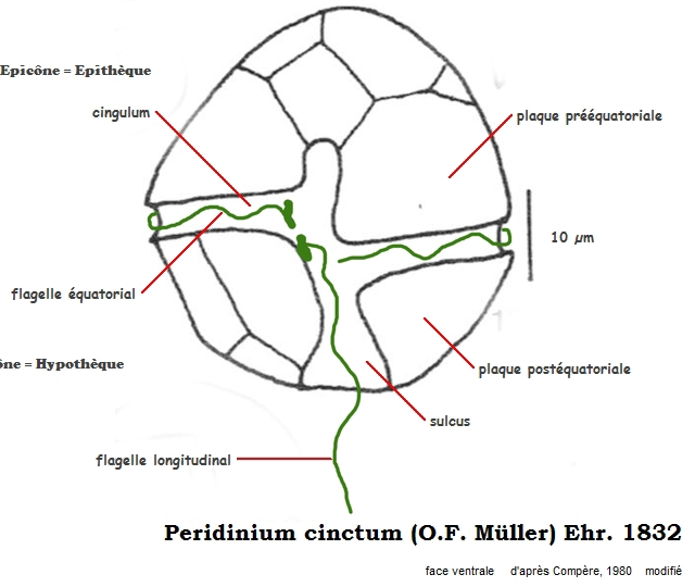 Peridinium cinctum (O.F. Müller) Ehrenberg, 1832 #34558